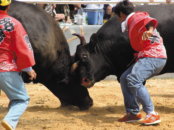 Photo of Agena Park Bullfighting