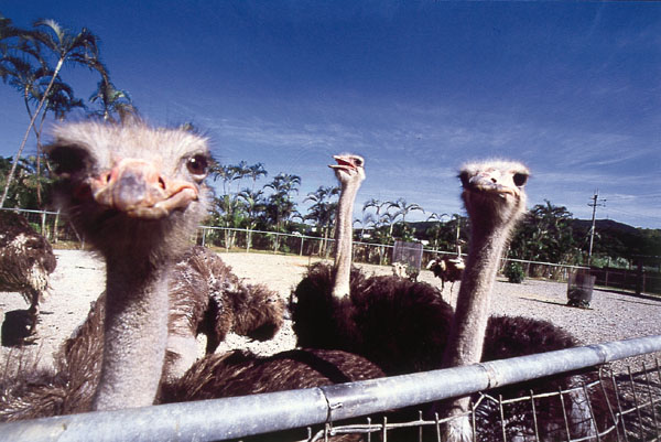Photo of Ostrich Show Land